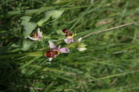 ophrys picta